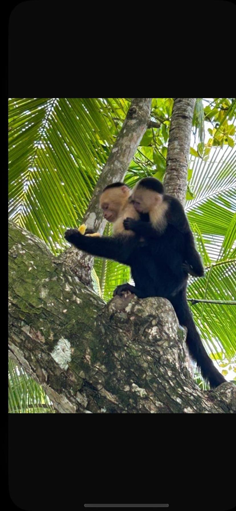 Apto Cielo Azul No7 Manuel Antonio Kültér fotó